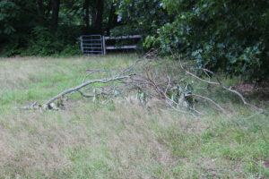 Clearing Brush, Trees, Branches