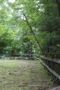 Clearing Brush, Trees, Branches